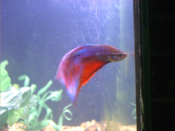 Betta