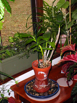 overhead shot of the orchid. You can sort of see the new stalk growing.